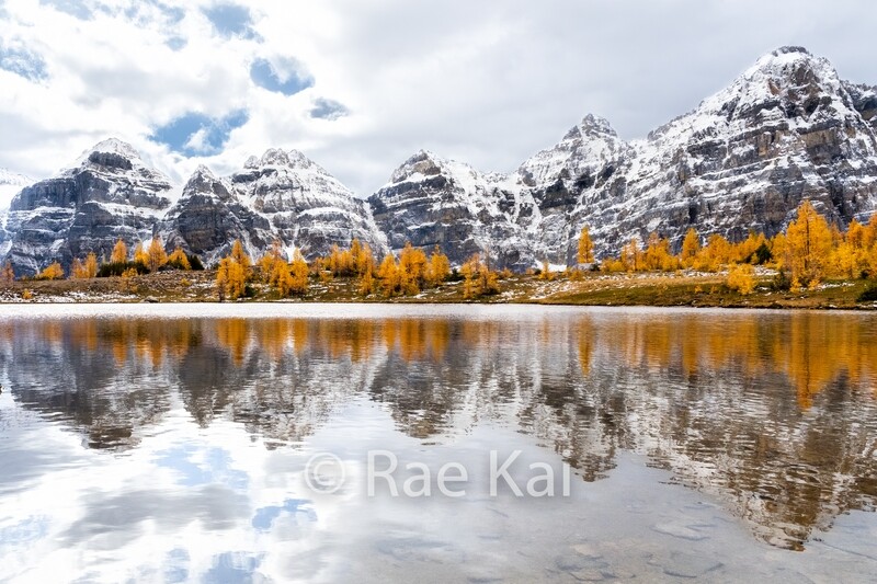 Larch Reflection-Traditional Photo
