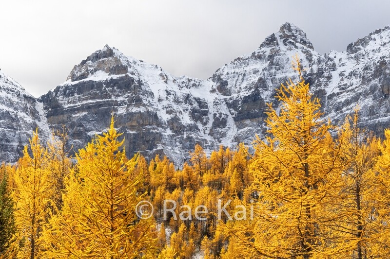 Larch Double Peak-Traditional Photo