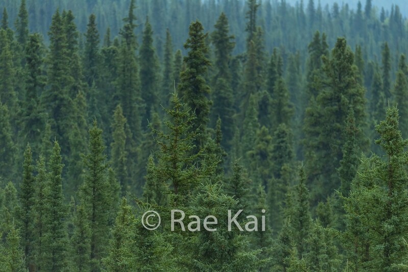 Forest Tree Tops-Traditional Photo