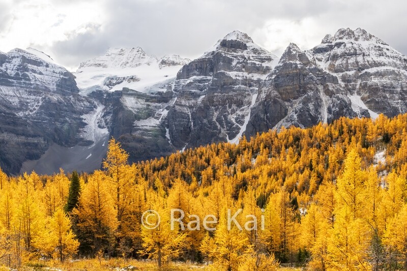 Larch Glacier-Traditional Photo