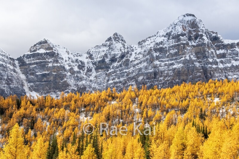 Larch Triple Peak-Traditional Photo