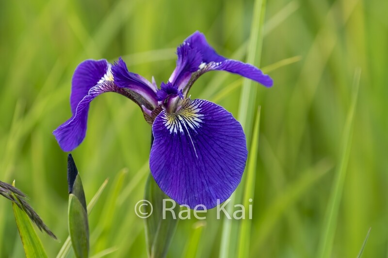 Wild Iris-Traditional Photo