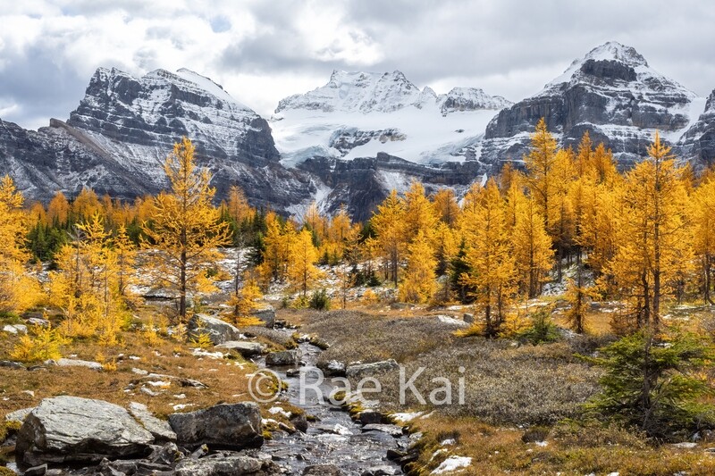 Larch Creek-Traditional Photo