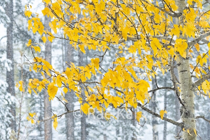 Fall Tree-Traditional Photo