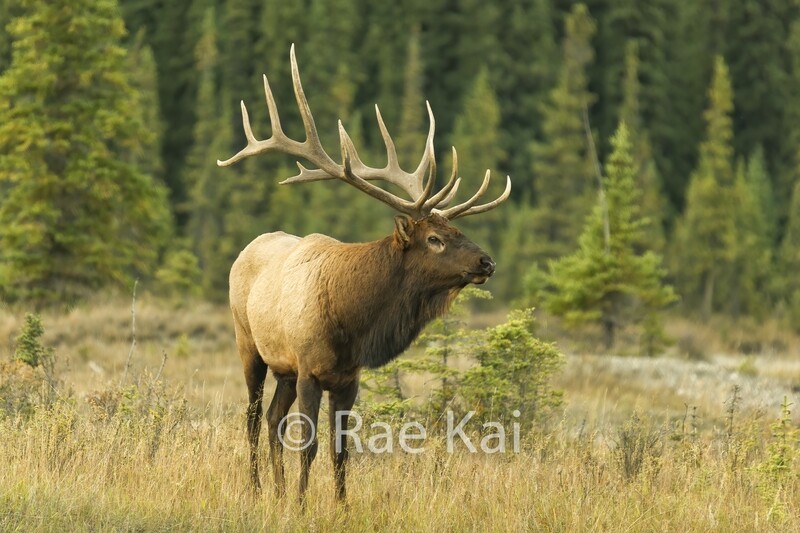 Regal Elk-Traditional Photo