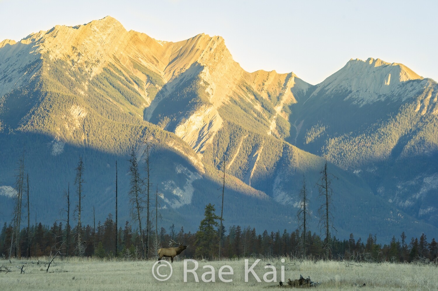 Frosty Morning-Traditional Photo