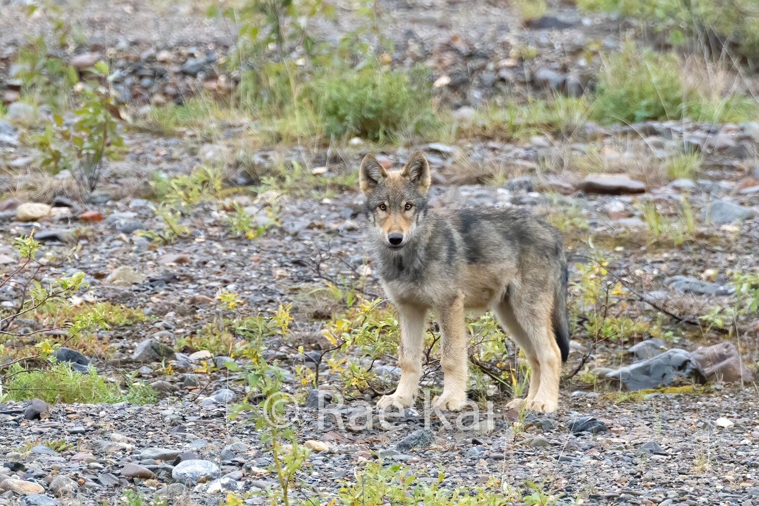 Young Wolf-Traditional Photo