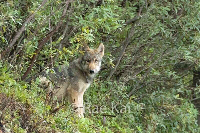 Wolf Pup on Hillside-Traditional Photo