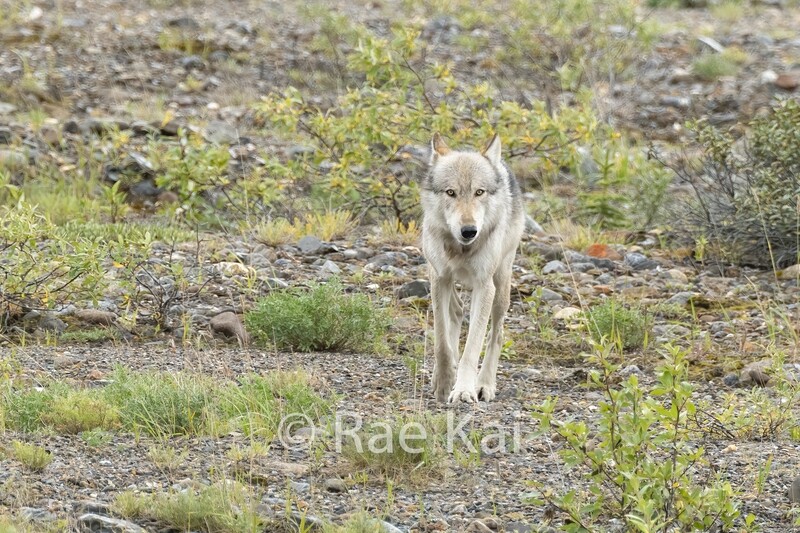 Mama Wolf Returns-Traditional Photo