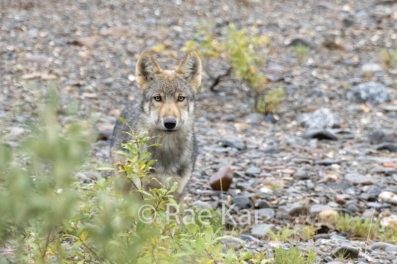 Hiding Wolf Pup-Traditional Photo