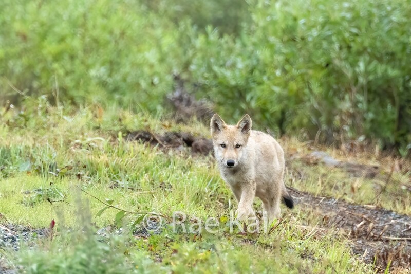 Blonde Wolf Pup-Traditional Photo