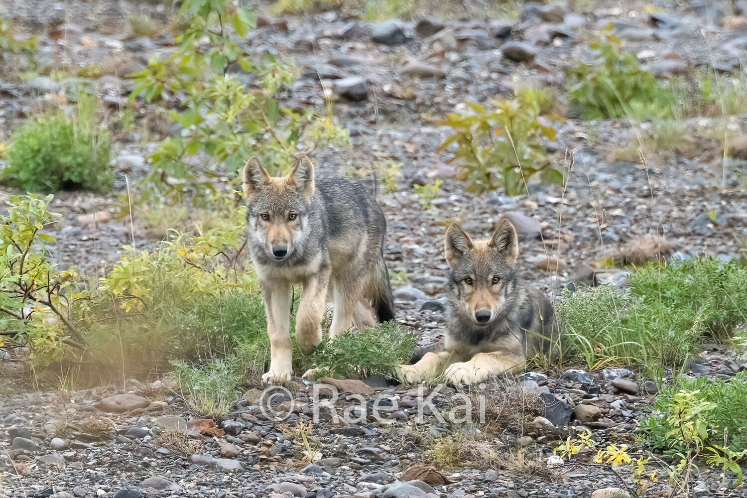 2 Wolf Pups-Traditional Photo