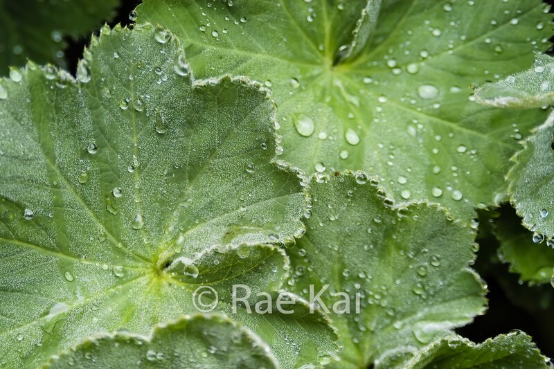 Macro Plant-Traditional Photo