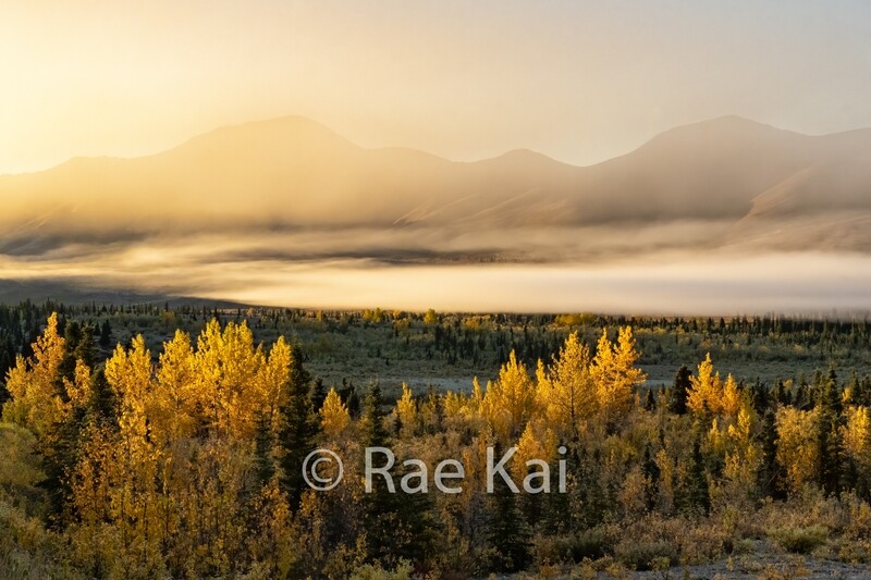 Fall Fog-Traditional Photo