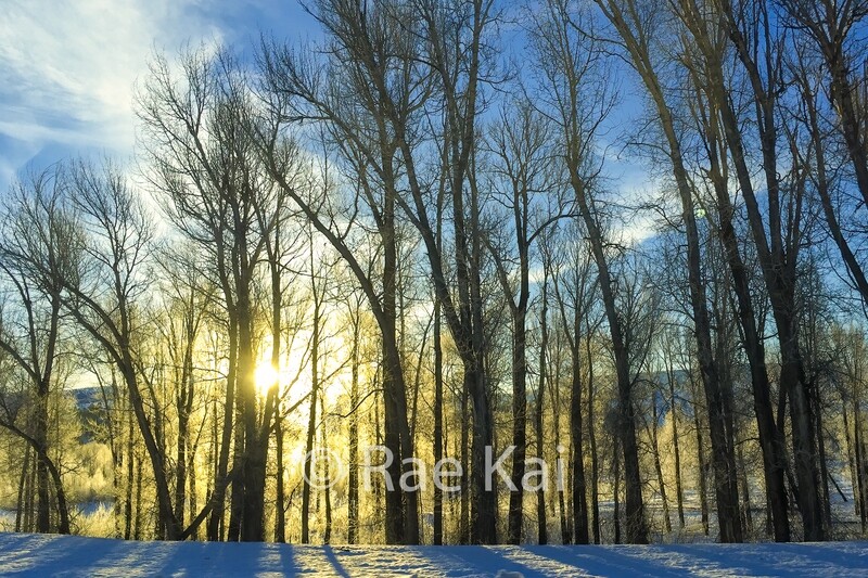 Light through the Trees-Traditional Photo