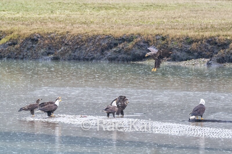 Eagle Party-Traditional Photo