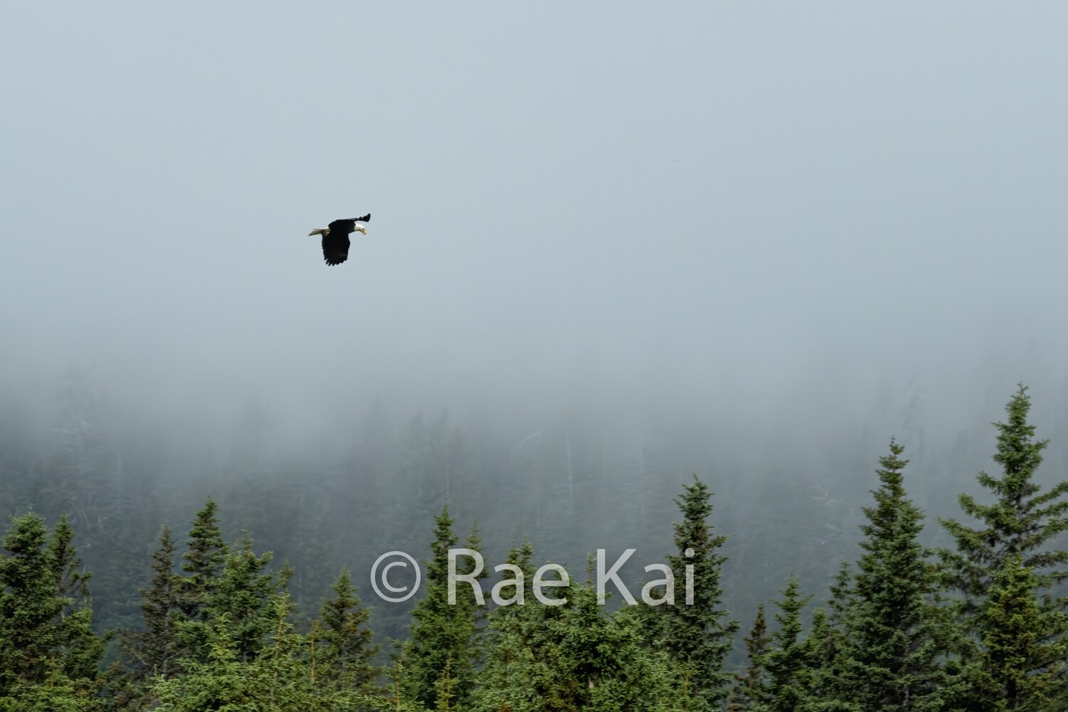 Fog Flight-Traditional Photo