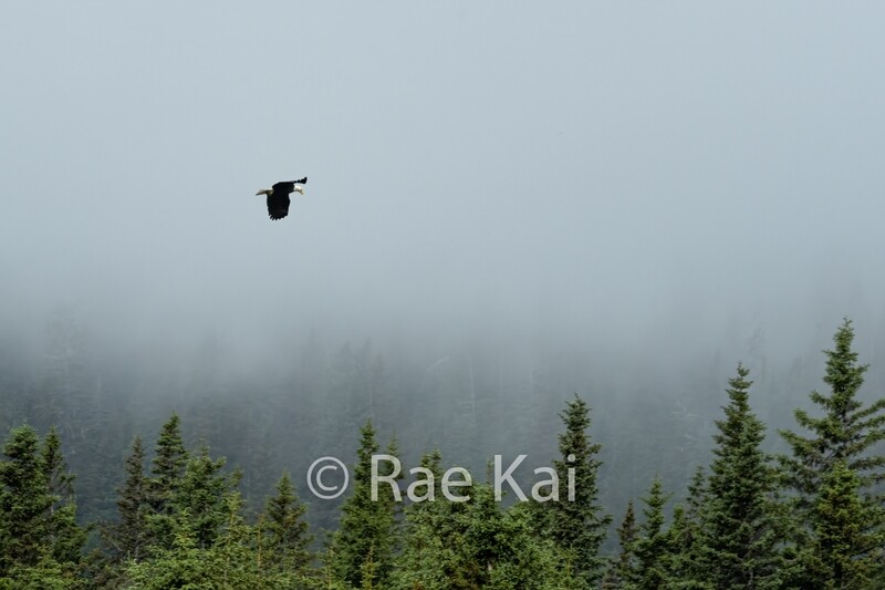 Fog Flight-Traditional Photo