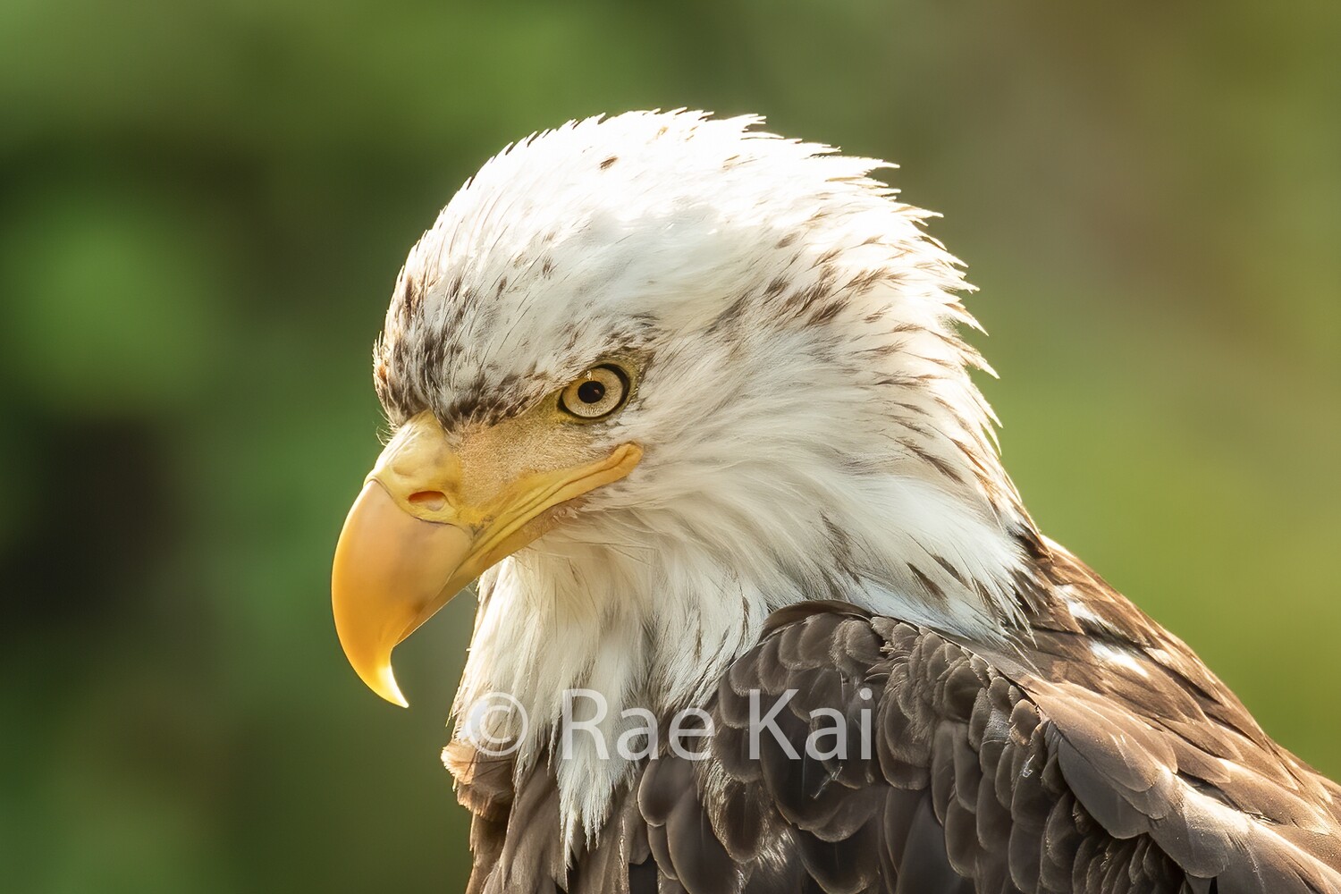 Eagle Watch-Traditional Photo
