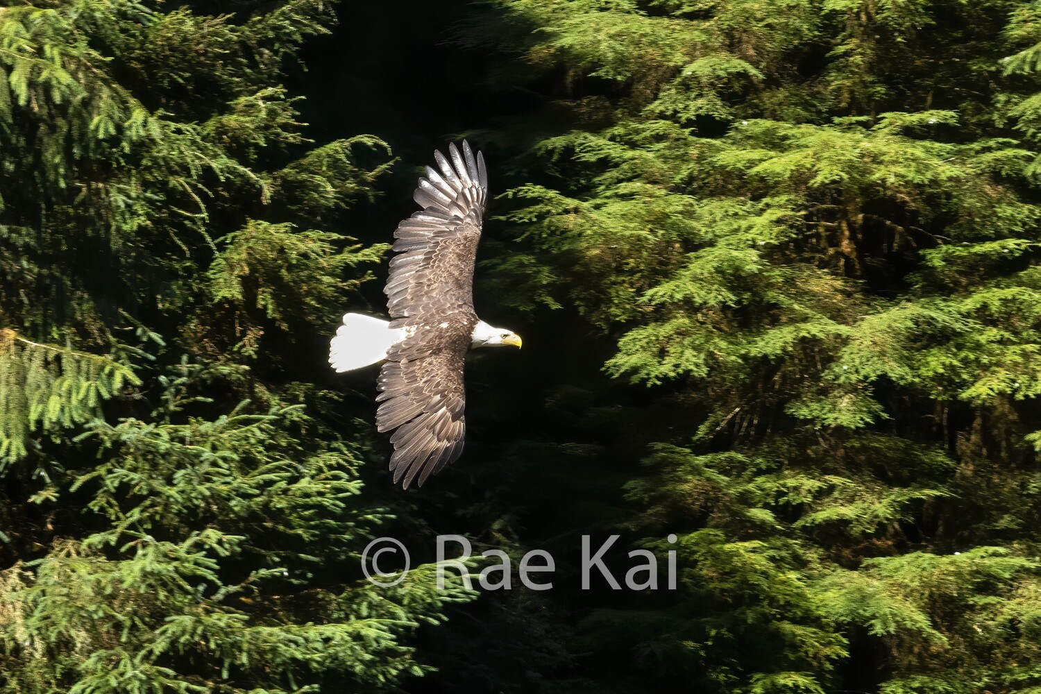 Flight Passage-Traditional Photo