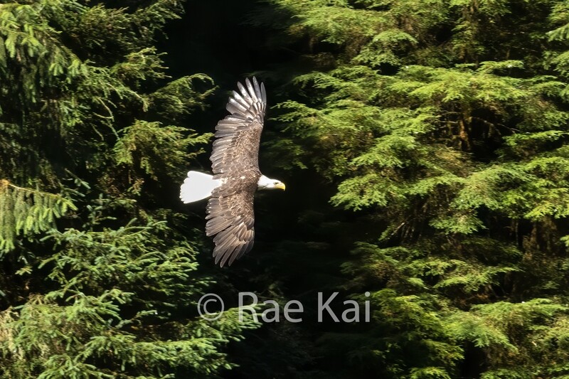 Flight Passage-Traditional Photo