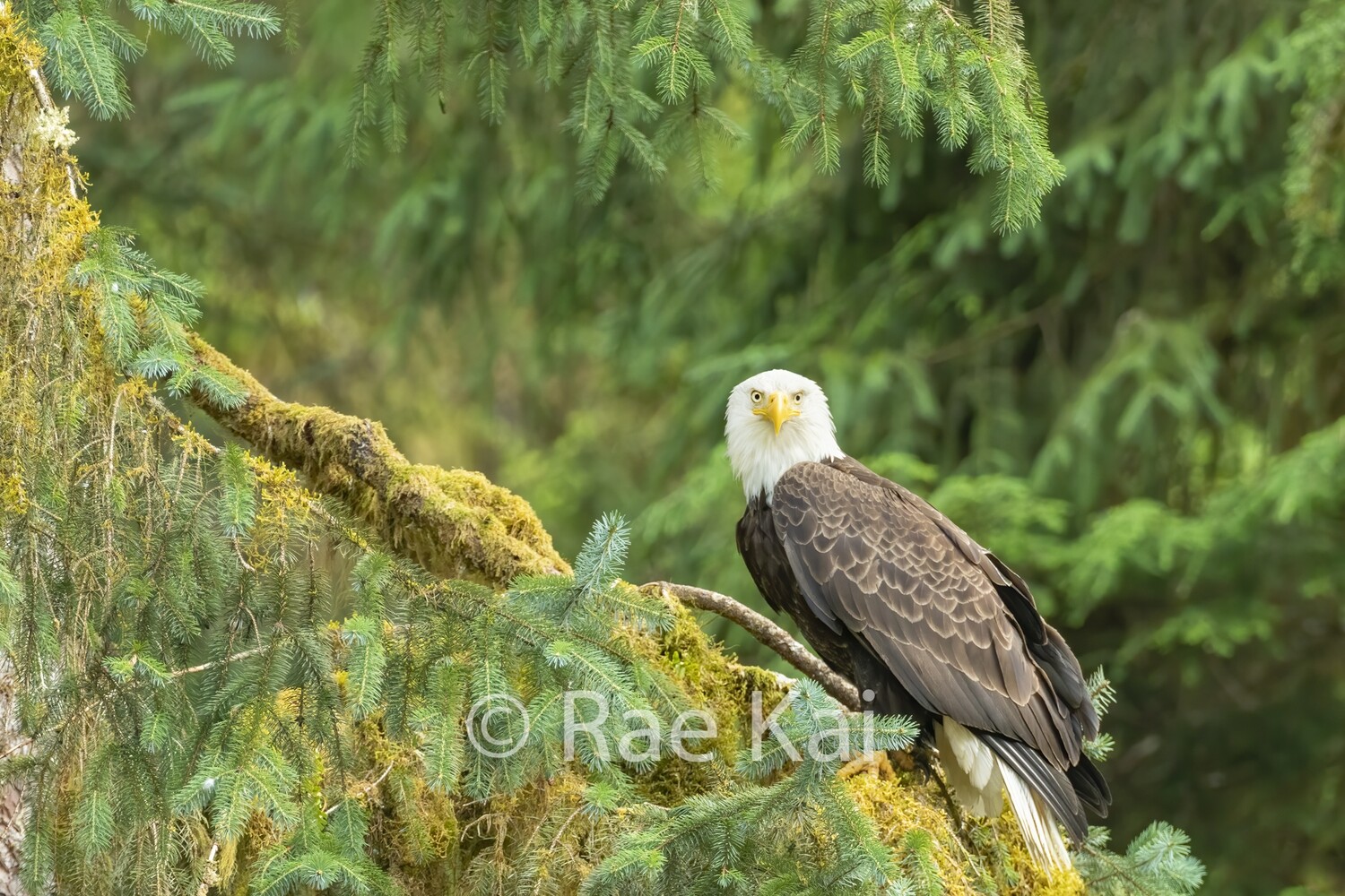 Tree Perch-Traditional Photo