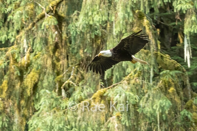 Soaring-Traditional Photo