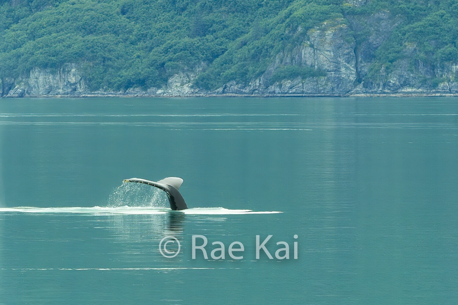 Turquoise Tail-Traditional Photo