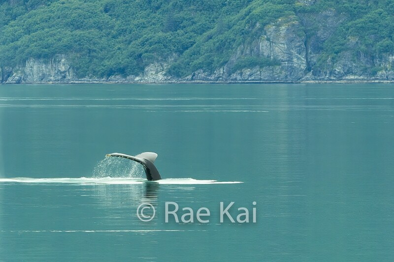 Turquoise Tail-Traditional Photo
