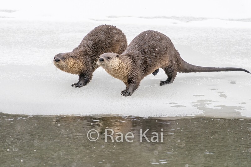 Synchronized Otters-Traditional Photo