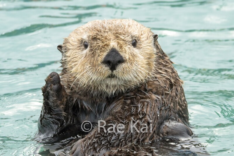 Waving Otter-Traditional Photo