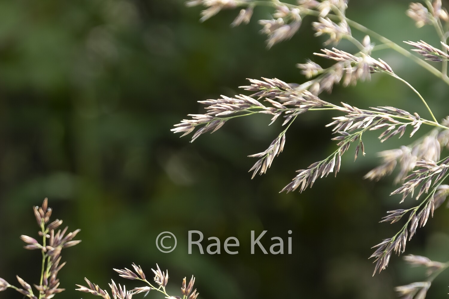 Blowing In The Wind-Traditional Photo