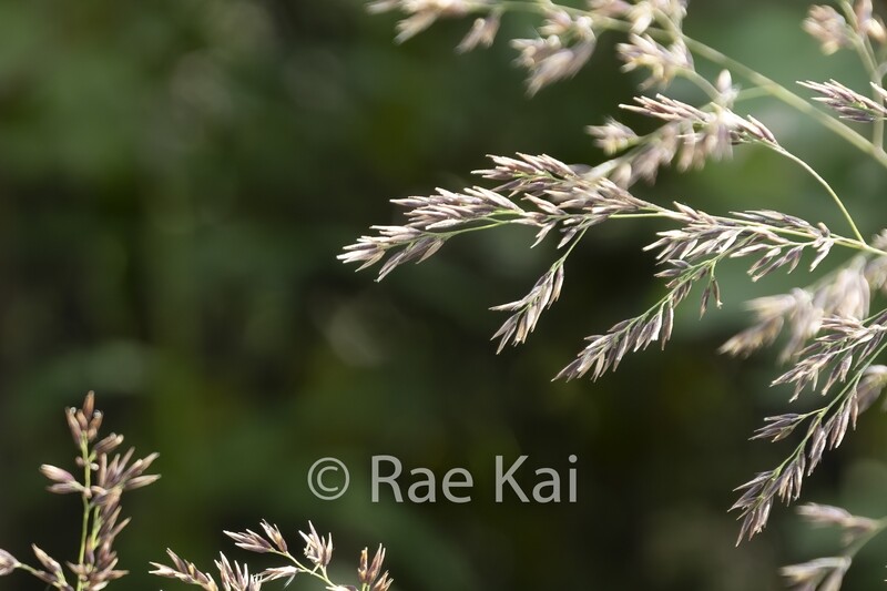 Blowing In The Wind-Traditional Photo