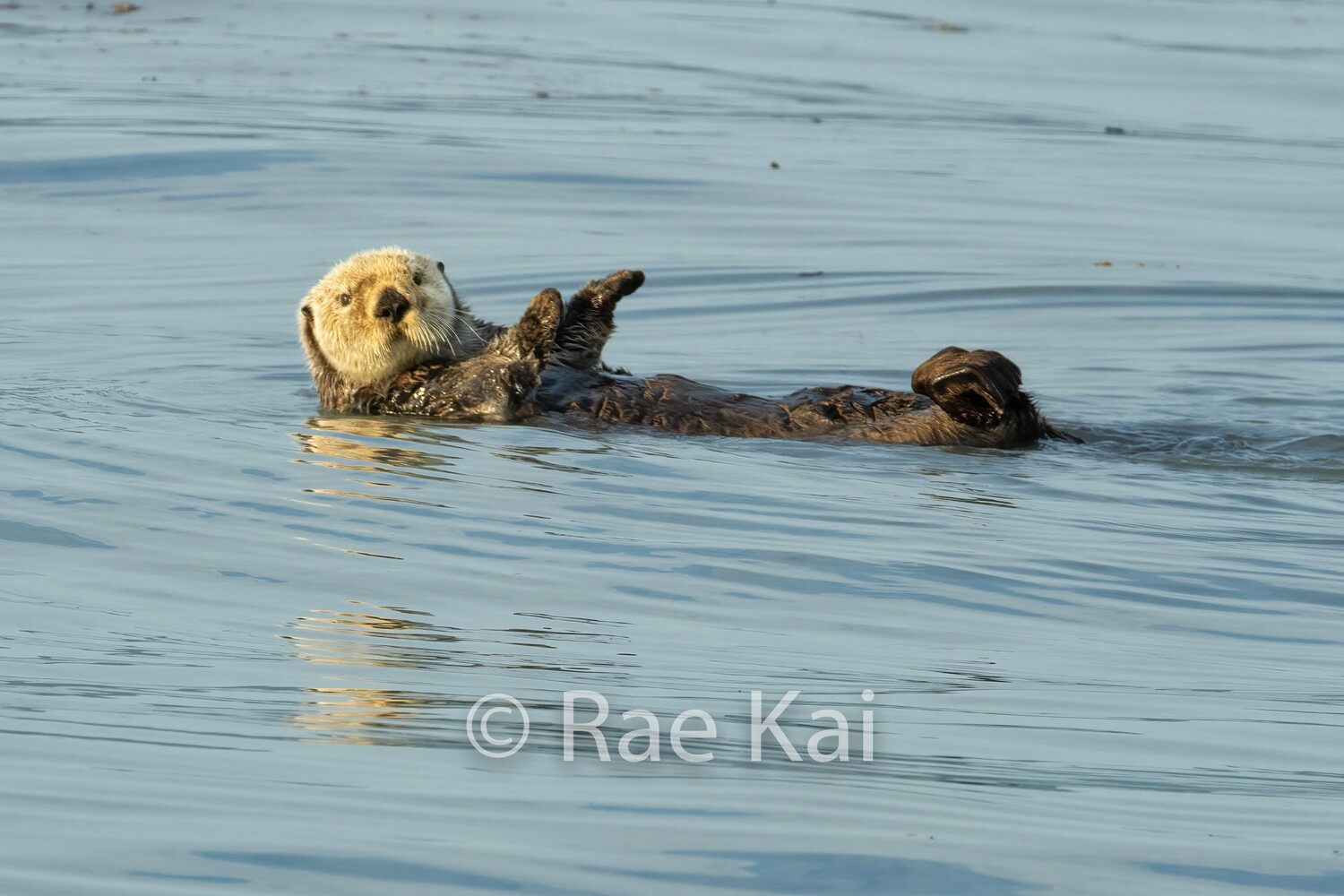 Cruising Otter-Traditional Photo