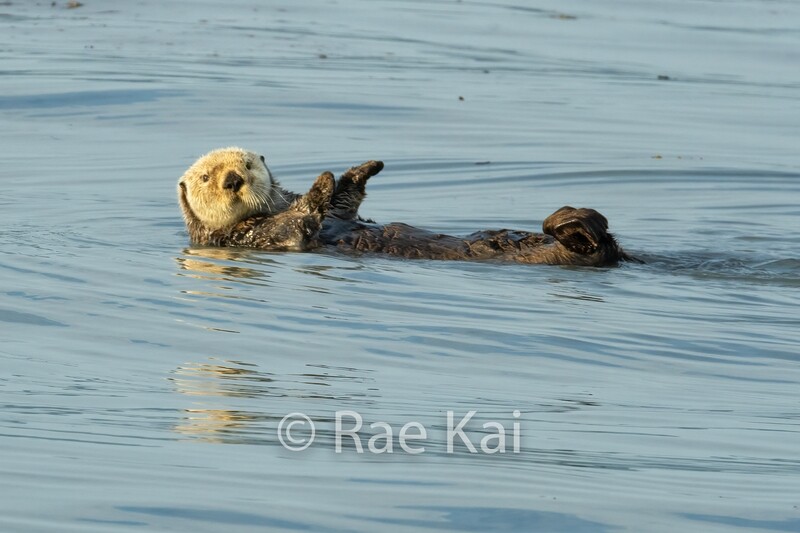 Cruising Otter-Traditional Photo