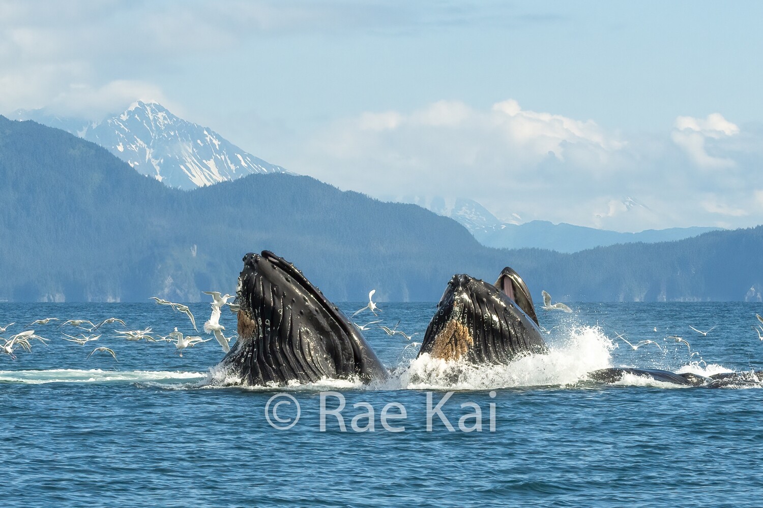 Double Bubble Feeding-Traditional Photo