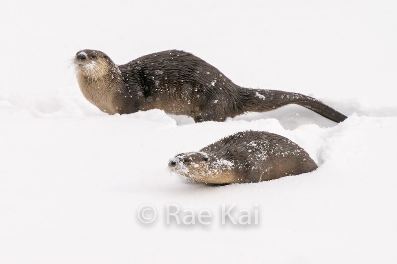 Snow Slide-Traditional Photo