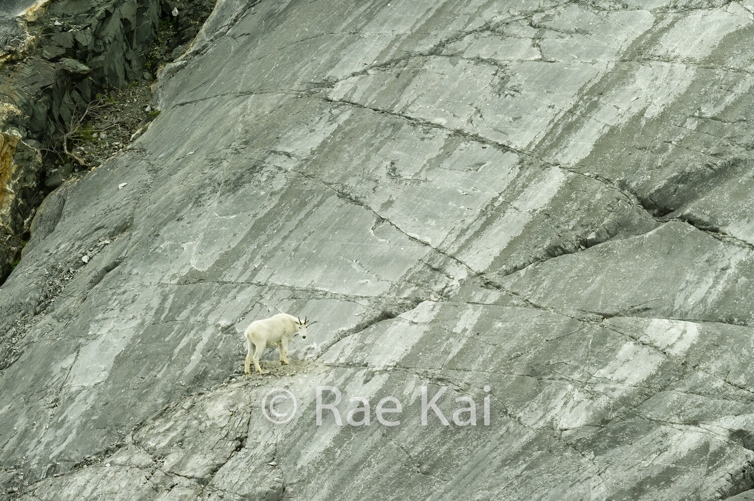 Cliff Walker Goat-Traditional Photo