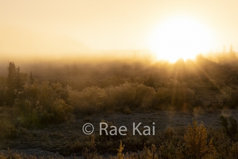 Foggy Frost-Traditional Photo