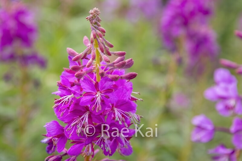 Fireweed Closeup-Traditional Photo