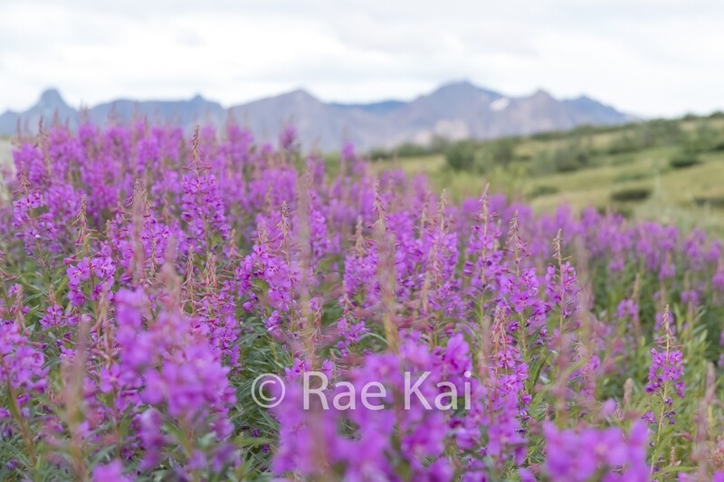 Fireweed Field-Traditional Photo