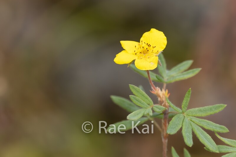 Alaskan Tundra Rose-Traditional Photo