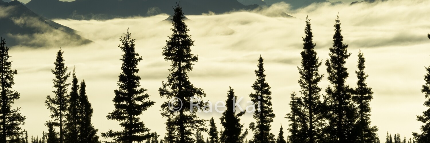 Tree Silhouette-Traditional Photo