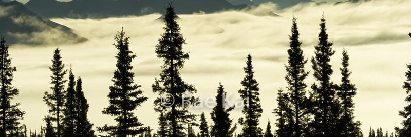 Tree Silhouette-Traditional Photo