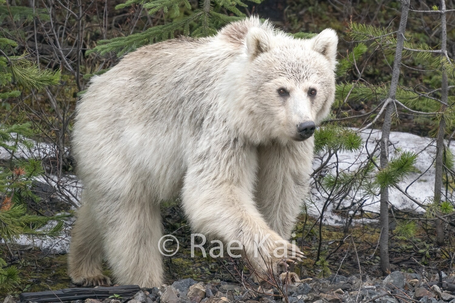 White Grizzly Bear On The Move-Traditional Photo