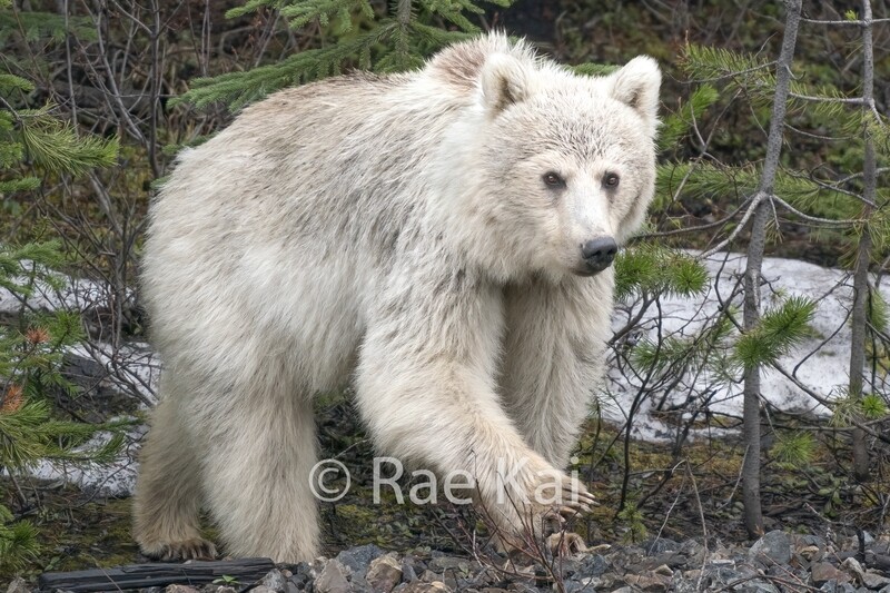 White Grizzly Bear On The Move-Traditional Photo