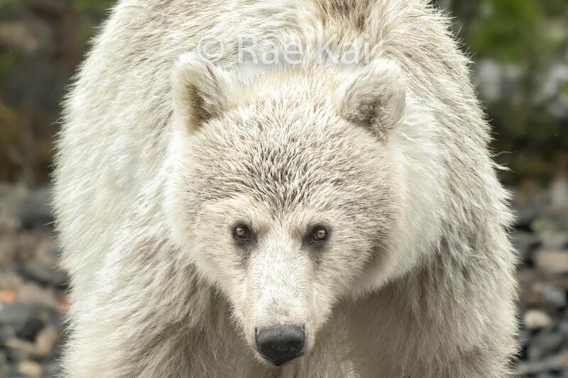 White Grizzly Bear Closeup-Traditional Photo