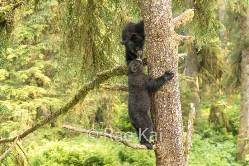 Cub Kiss-Traditional Photo