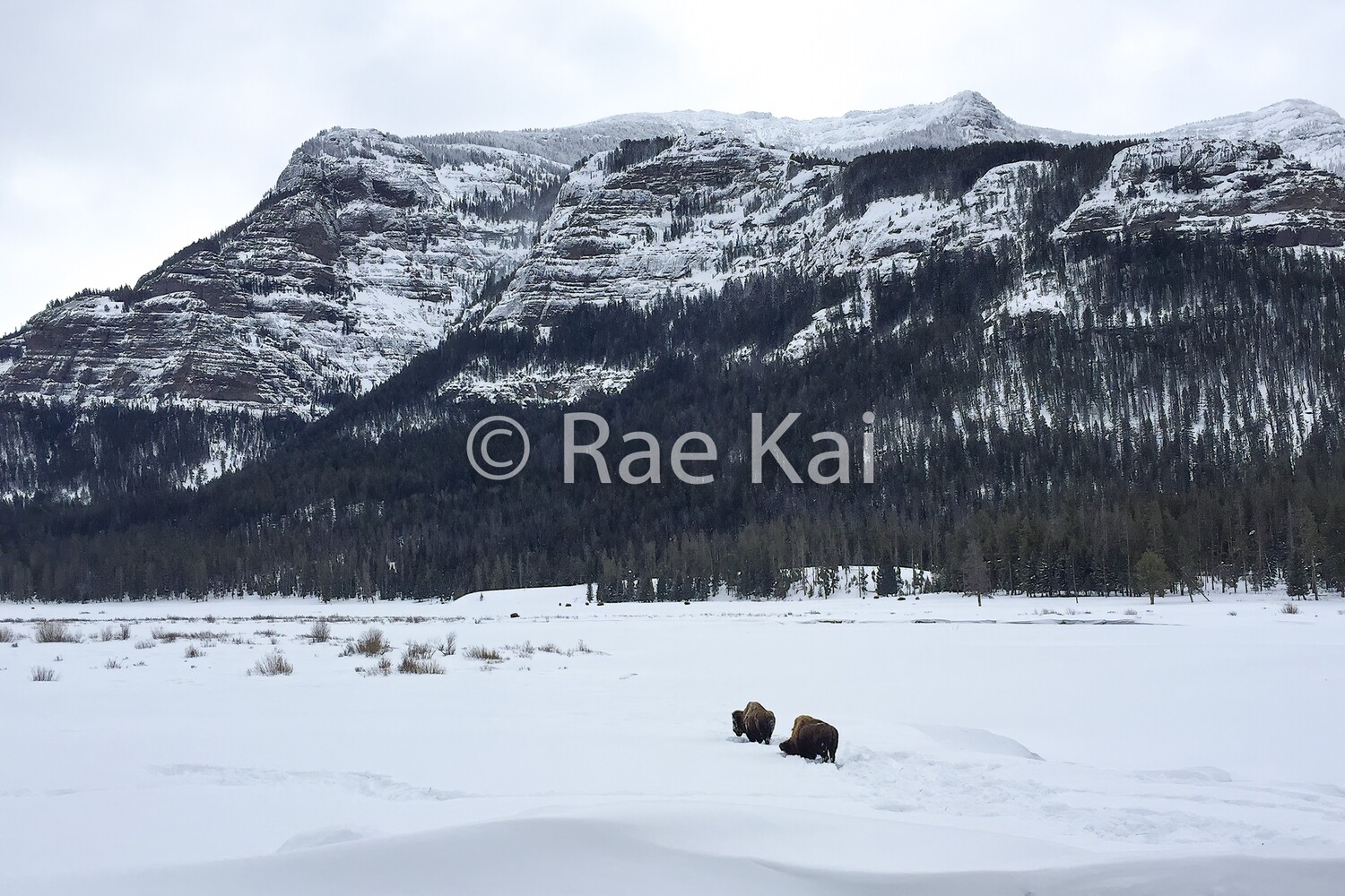 Bison Range-Traditional Photo