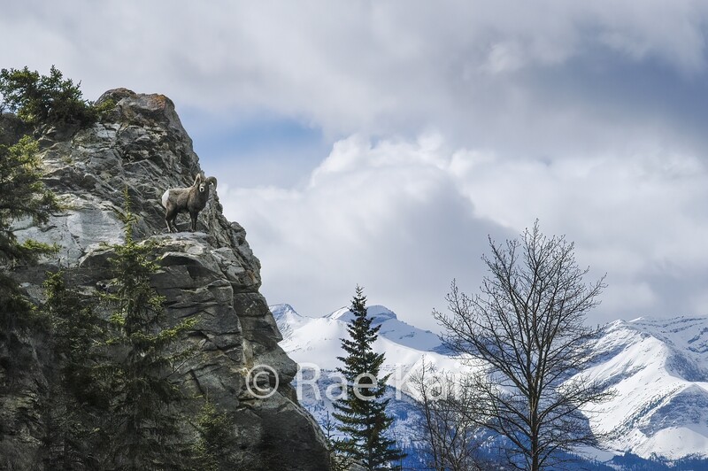 Bighorn Overlook-Traditional Photo